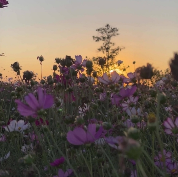 Meet your Posher, Rachel - Picture 1 of 1